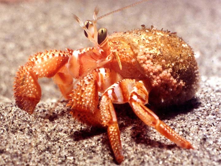 Pet Supplies Plus : Hermit Crab