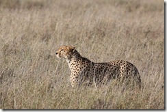 Cheetah