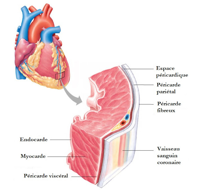 Anatomie de cœur 