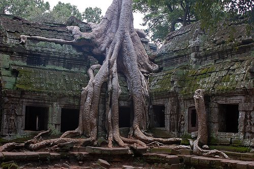 18 Foto Pohon Aneh di Dunia