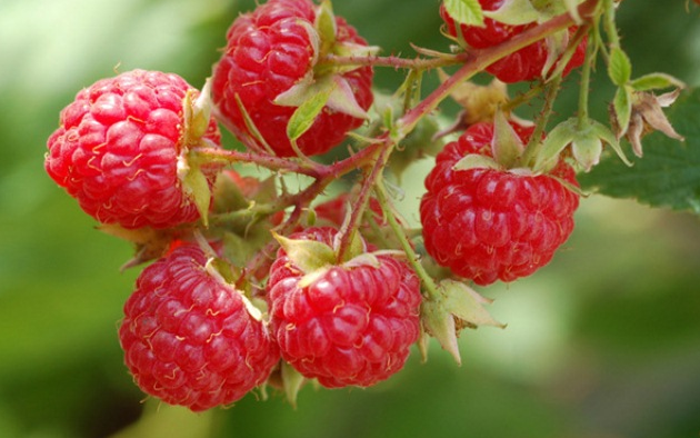Harnessing the Health Benefits of Red Raspberries