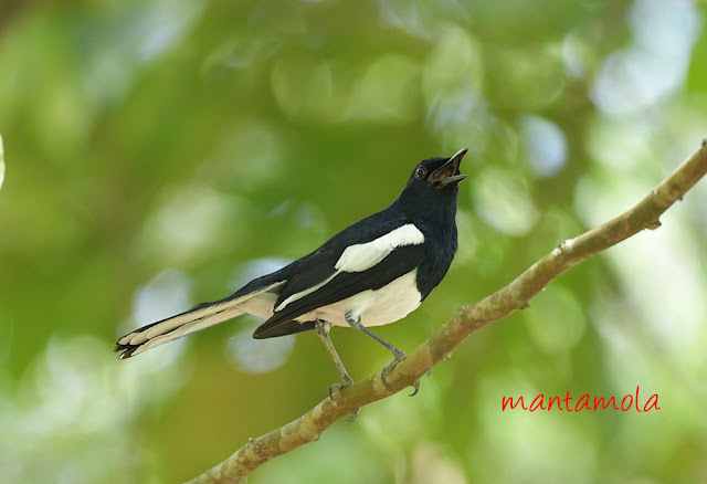 Oriental magpie-robin