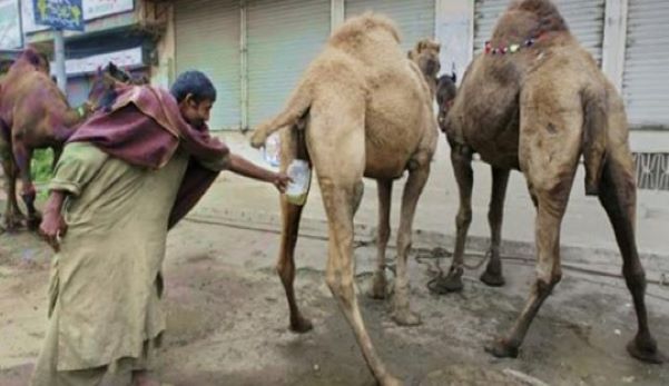 Mengapa Orang Arab Minum Air Kencing Unta?