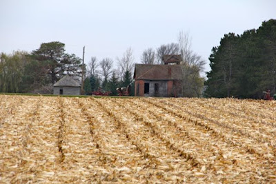 harvested corn field