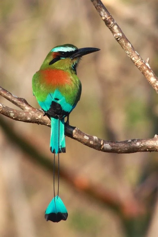 Guardabarranco-pajaro-nacional-de-nicaragua-Eumomota-Superciliosa