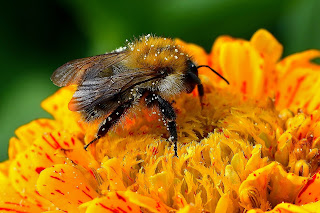 bee on a orange flower