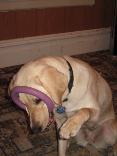 Poppy with her purple ring in her mouth, tilted up and her paw swiping at it