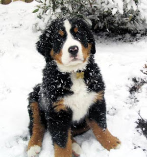 Bernese Mountain Puppy PIctures