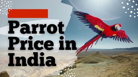 Parrot Price in India