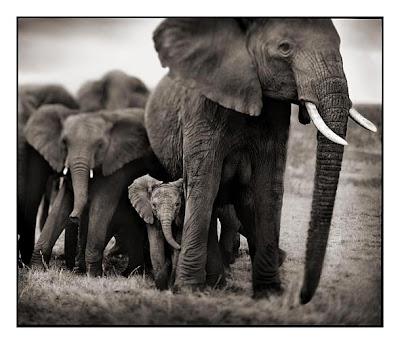 Elephants - Baby Elephant Photograph