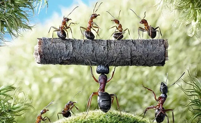 Những điều thú vị có thể bạn chưa biết về loài kiến