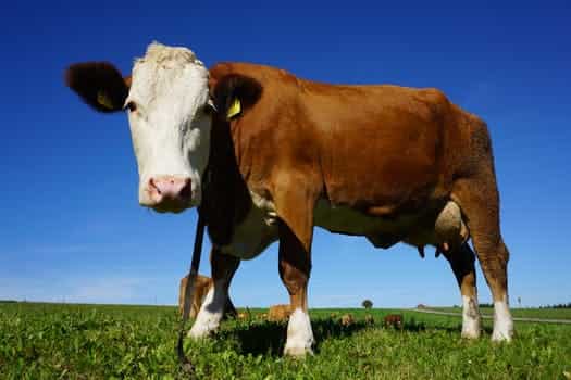 cow-urine-health-benefits