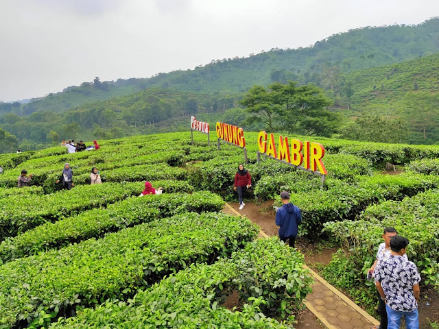 Keindahan Kebun Teh Gunung Gambir Jember