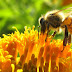 Las abejas aprenden por imitación