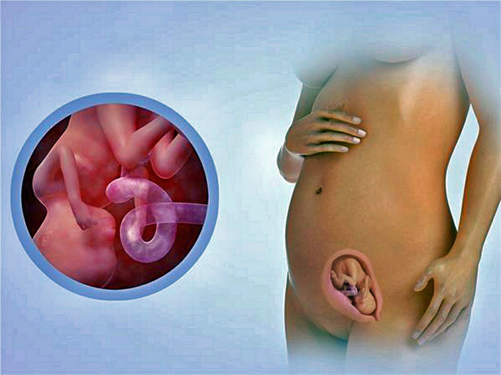 Gerrys Blog: Schwangerschaftswochen im Überblick