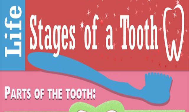 Life Stages of a Tooth 