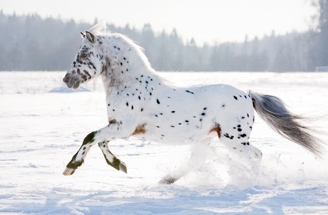 The beautiful Appaloosa horses | American horse breed