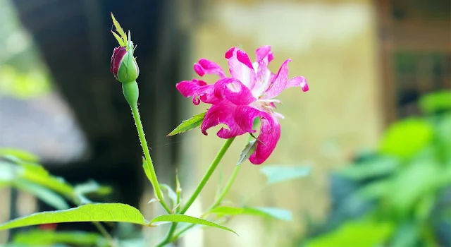 Foto Macro Bunga Dari Halaman Rumahku