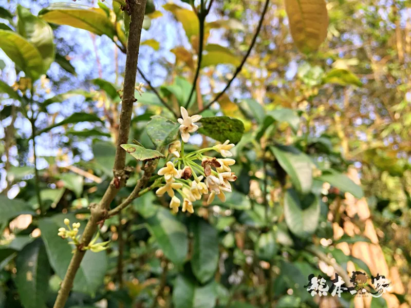 苗栗三義龍騰村百年大院古厝｜焉美術行館｜老屋重生傳統與現代的融合