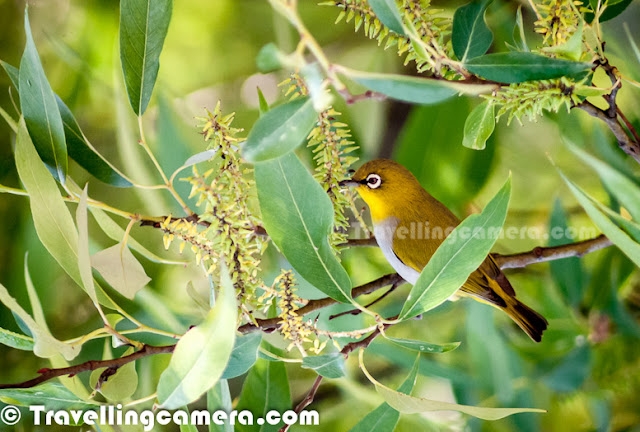 During Diwali Vacations at my Home in Himachal Pradesh, I met various birds in our backyard. This time, there was a huge flock of small yellow birds on one of the trees around our home. These birds used to come every morning at around 9am when this tree gets first rays of sunlight. Let's check out this Photo Journey to know more about these birds and what all they do thereOut of all birds shared HERE, these yellow birds are most active and that motivated me to just focus on these birds this time. All these photographs are clicked during three mornings I spent at Home in Mandi, Himachal PradeshNot sure, if she noticed me in my balcony carrying a huge camera or trying to show something else :) ... These birds hardly spend 30 seconds on one branch. They keep flying from one branch of the tree to another. Tree was very dense and initially I was spending 90% of time locating them. They were in big number but still it was hard to locate these small birds on a dense branched tree. Above photograph is one of my favorite shot when one of the bird is exactly looking at me.The name of this bird is - Oriental White-eye, which is a small passerine bird in the white-eye family. It is a resident breeder in open woodland in tropical Asia, east from the Indian Subcontinent to Southeast Asia, extending to Indonesia and Malaysia. These birds forage in small groups, feeding on nectar and small insects. They are easily identified by the distinctive white eye-ring and overall yellowish upper parts. Several populations of this widespread species are named subspecies and some have distinctive variations in the extent and shades of yellows in their plumage.These birds are quite mischievousThese white-eyes are sociable, forming flocks which only separate on the approach of the breeding season. They are highly arboreal and only rarely descend to the ground. The breeding season is February to September but April is the peak breeding season and the compact cup nest is a placed like a hammock on the fork of a branch. The nest is made of cobwebs, lichens and plant fiber. The nest is built in about 4 days and the two pale blue eggs are laid within a couple of days of each other. The eggs hatch in about 10 days. Both sexes take care of brooding the chicks which fledge in about 10 days. Though mainly insectivorous, the Oriental White-eye will also eat nectar and fruits of various kindsA flying Oriental White-eye birdThis bird is small (about 8 cm long) with yellowish olive upper parts, a white eye ring, yellow throat and vent. The belly is whitish grey but may have yellow in some subspecies. Both Male and female Oriental White-eye look similar.