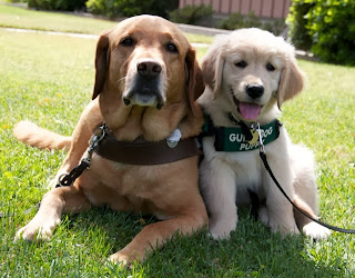 A Yellow Lab guide dog in harness sits next you a young Golden Retriver guide dog puppy wearing a green coat.