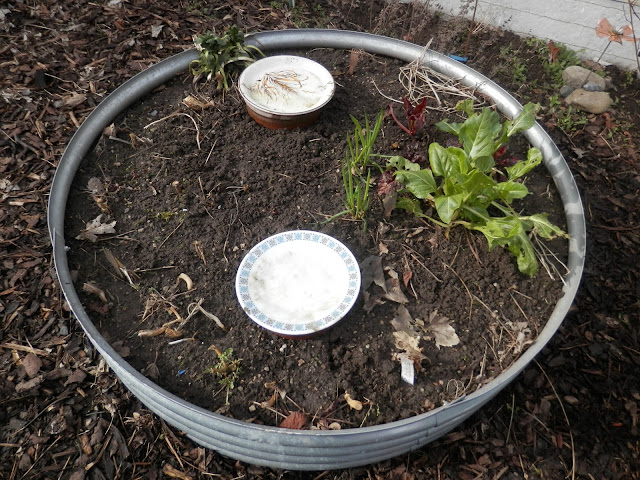 Diary of a Permaculture (ish) garden, March 2018.  From UK garden blogger secondhandsusie.blogspot.com #gardenblogger #permaculturegarden #suburbanpermaculture #urbanpermaculture #organicgarden #ukpermaculture 