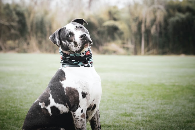 ALL ABOUT GREAT DANE