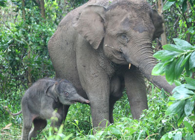 Contoh beberapa gambar jenis dan varian gajah yang  