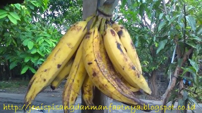 Harga Satu Tandan Pisang  Tanduk  Itu Berapa Sih Berikut 