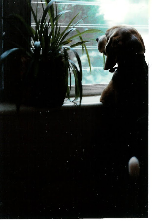Miss you, Ollie