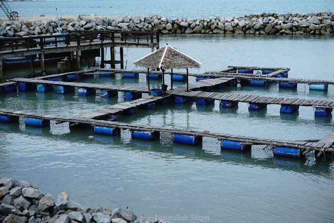 Tempat penangkaran penyu Pantai Tongaci Bangka