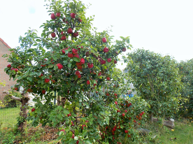 C'est le début de la récolte des pommes