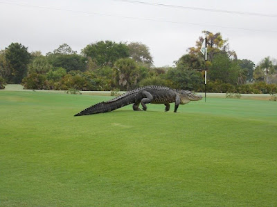 Buaya Gergasi Muncul di Padang Golf Amerika Syarikat