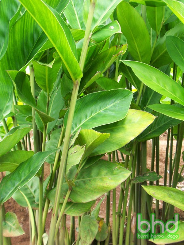 Budidaya Tanaman  Lengkuas Cioray Agro