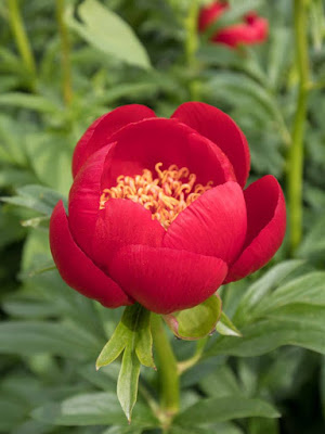 Пион 'Otto Froebel' / Пион 'Отто Фрёбель' / Пион 'Sunshine' / Пион 'Саншайн' (Paeonia 'Otto Froebel', =Paeonia 'Sunshine')