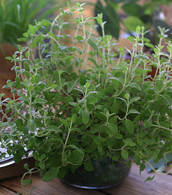 marjoram herb for dogs and cats