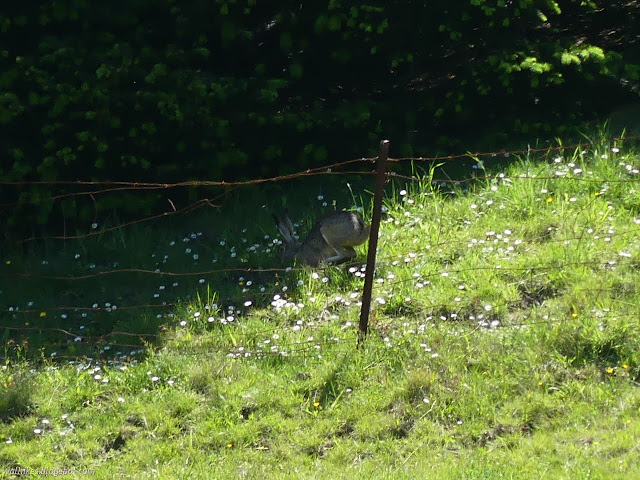 293: rabbit speeding along