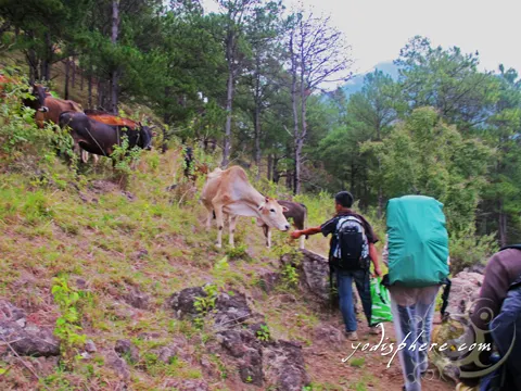 Cows grazing at the grassland of Benguet at the Akiki Trail of Mt. Pulag