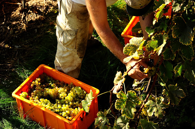 lavaux suiza trabajo vendimia