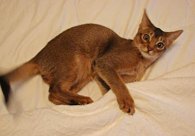 ruddy abyssinian cat for sale - Tawny - Usual