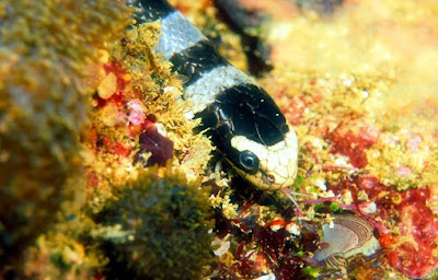 Scuba diving and the snake in south Thailand