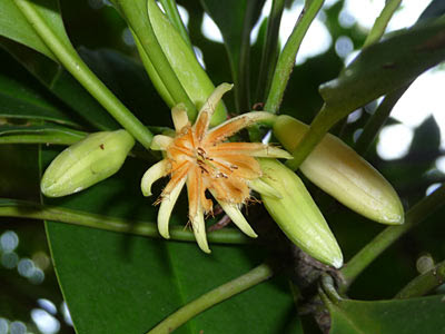 Berus Mata Buaya (Bruguiera hainesii)