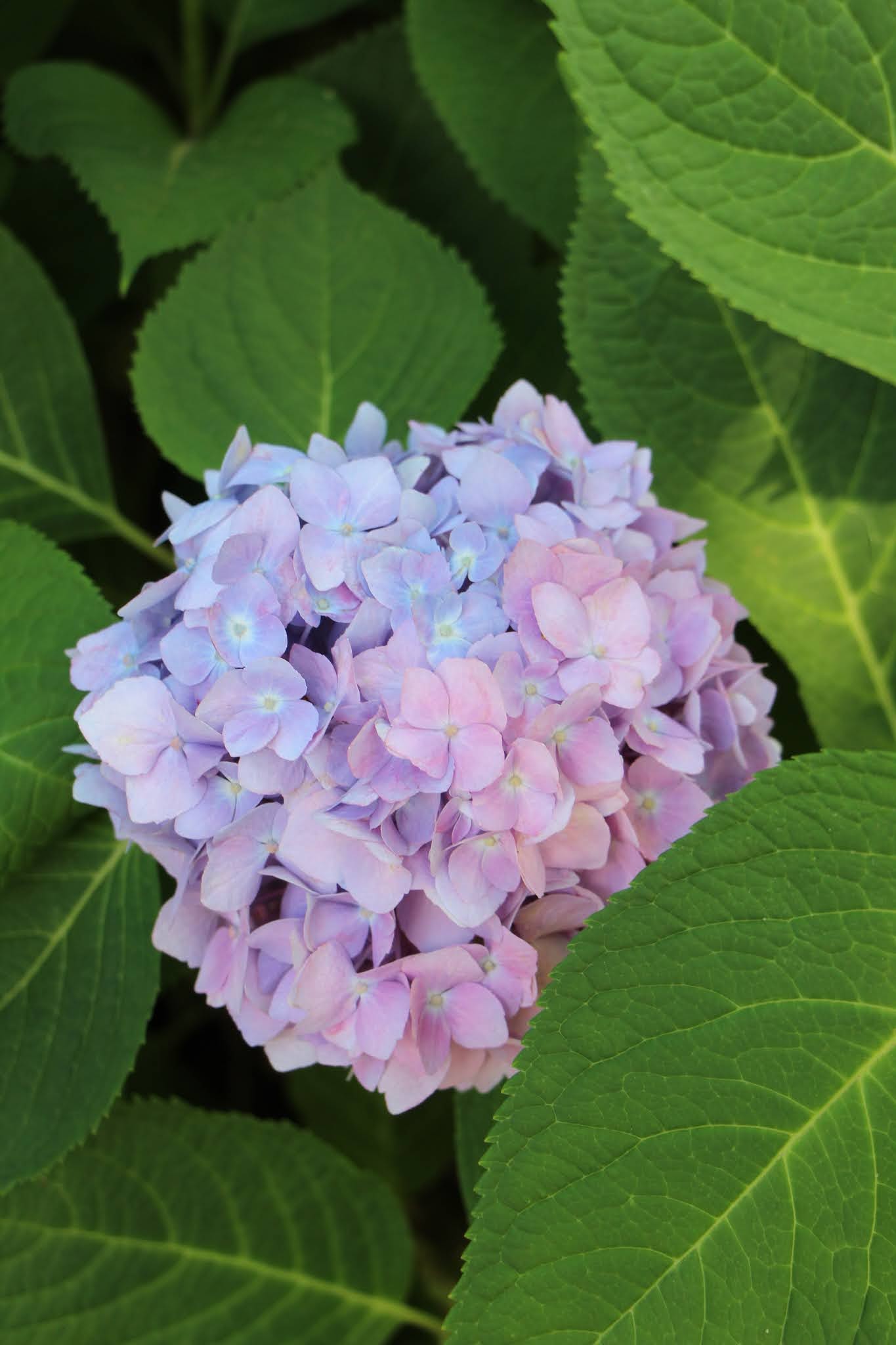 flowers, hydrangeas, long island