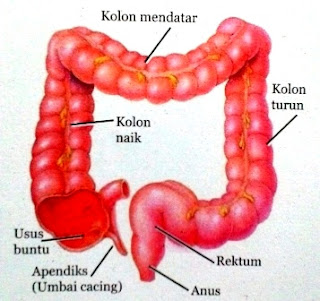 Struktur dan Fungsi Organ Pencernaan Utama dan Tambahan Pada Sistem Pencernaan Manusia