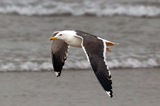 Larus fuscus graellsii