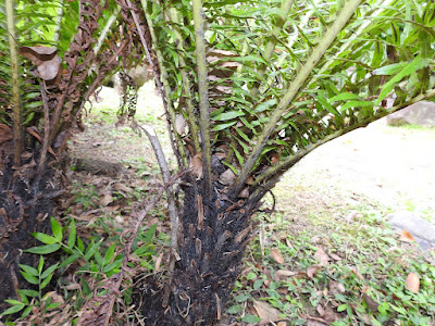 Rhizome of Dwarf tree fern