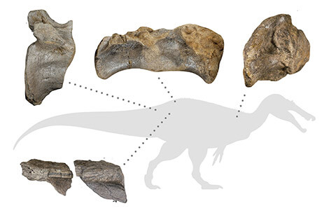 Europe's largest land predator discovered on the Isle of Wight