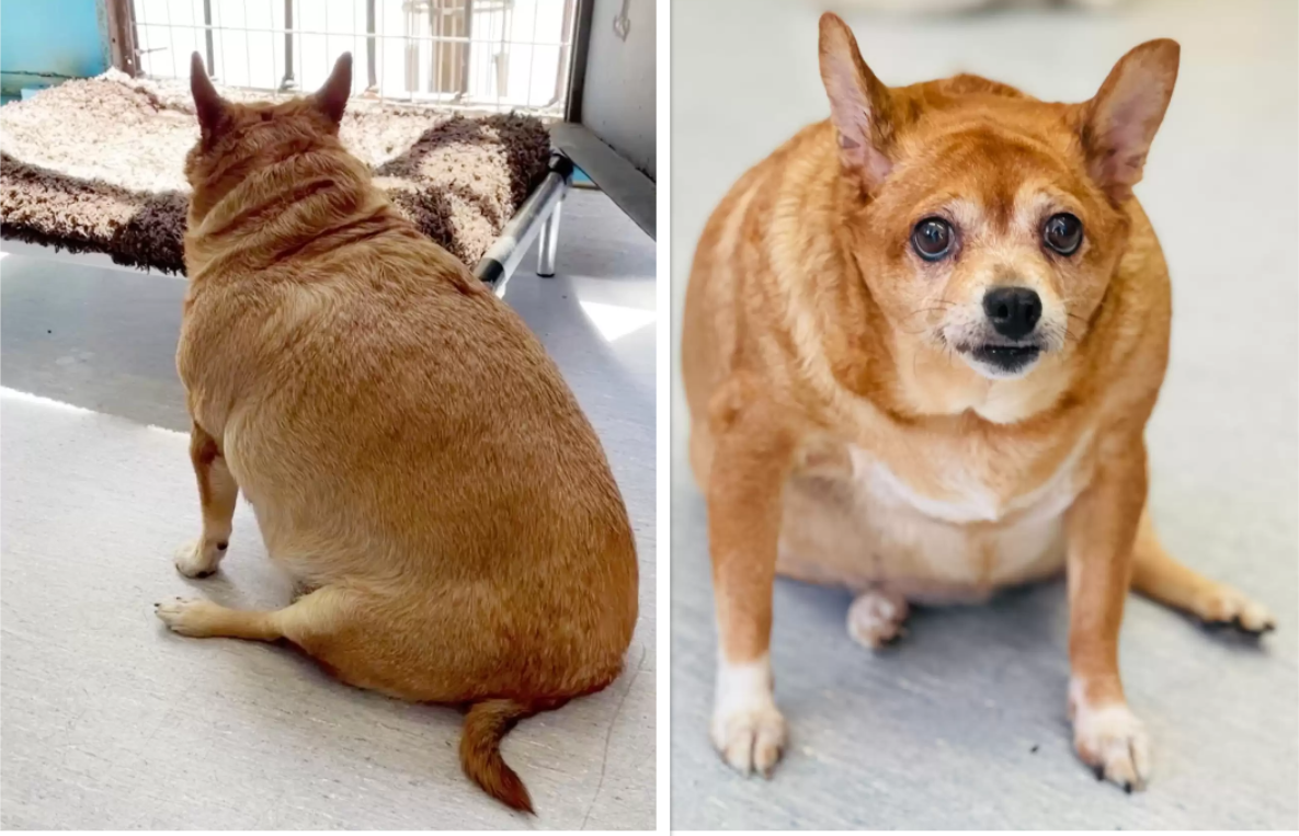 an obese chihuahua