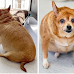 The Incredible Weight Loss Journey of a Chihuahua Who Was Fed Only Sausage and Eggs