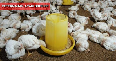 Cara Meningkatkan Bobot Ayam Broiler